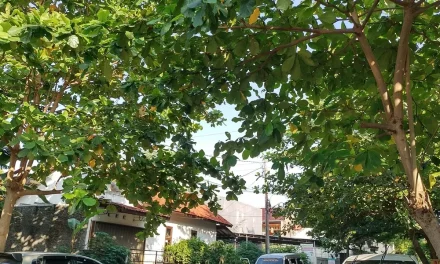 Cegah Longsor Dengan 7 Tanaman Buah Yang Mudah Di Tanam