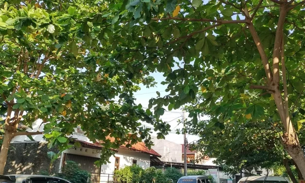 Cegah Longsor Dengan 7 Tanaman Buah Yang Mudah Di Tanam