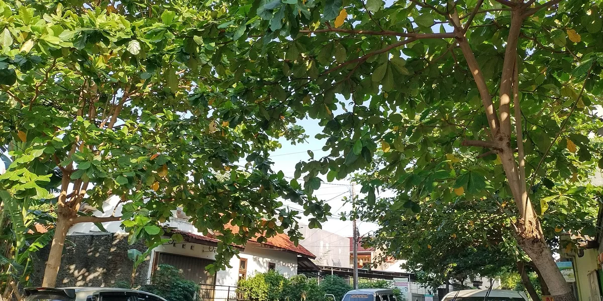 Cegah Longsor Dengan 7 Tanaman Buah Yang Mudah Di Tanam