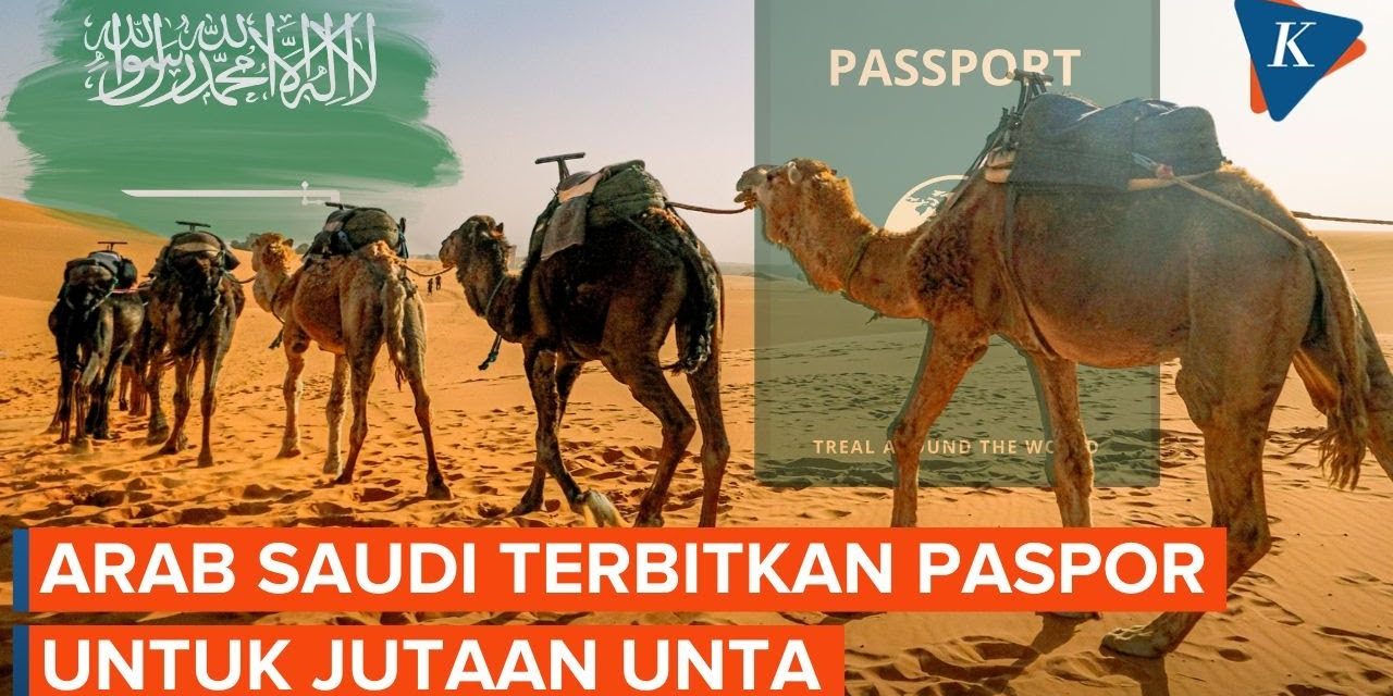 Sangat Unik! Arab Saudi Terbitkan Paspor Khusus Untuk Unta