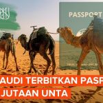 Sangat Unik! Arab Saudi Terbitkan Paspor Khusus Untuk Unta