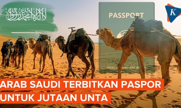 Sangat Unik! Arab Saudi Terbitkan Paspor Khusus Untuk Unta