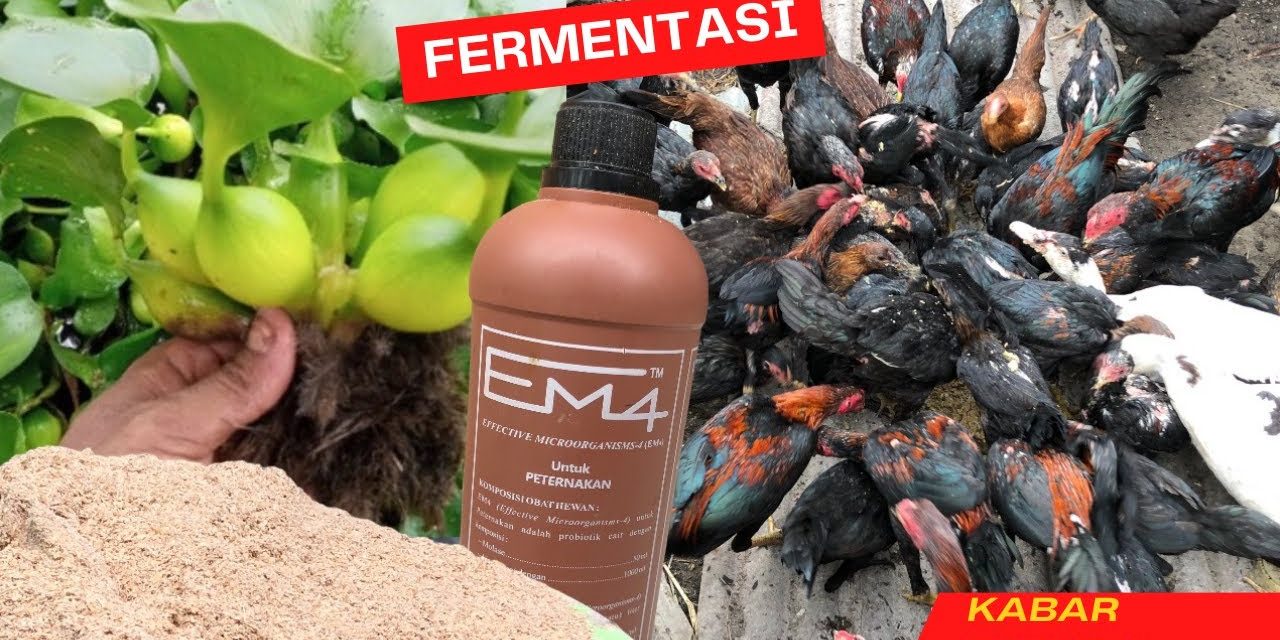 Teknik Fermentasi Eceng Gondok Sebagai Pakan Ternak Bernutrisi