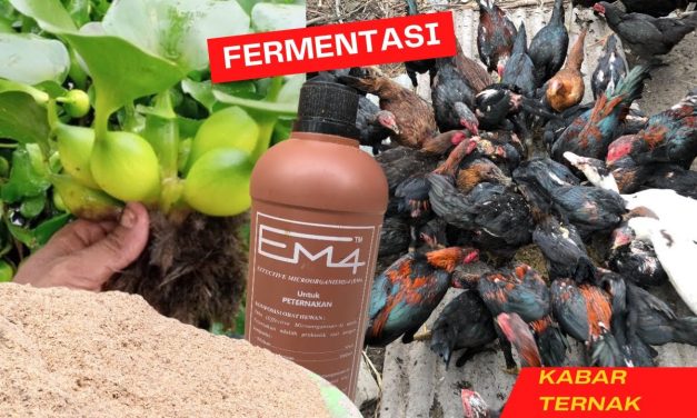 Teknik Fermentasi Eceng Gondok Sebagai Pakan Ternak Bernutrisi
