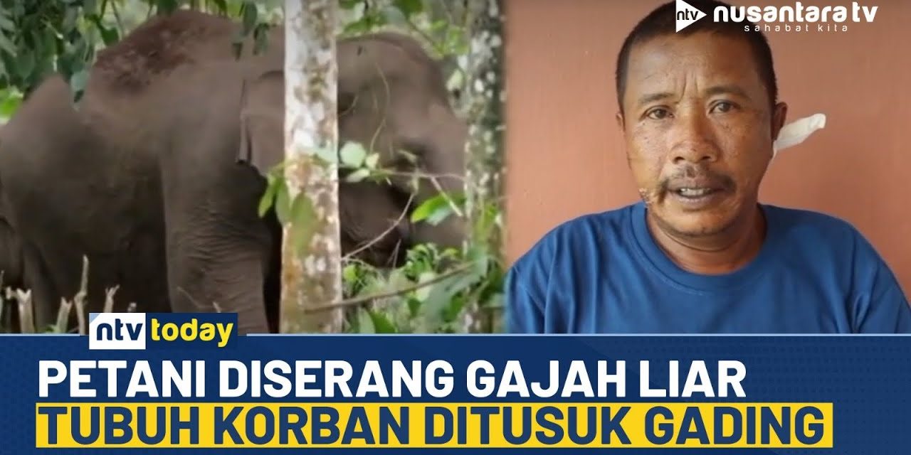 Kronologi Petani Tewas Diserang Kawanan Gajah Di Bener Meriah