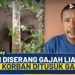 Kronologi Petani Tewas Diserang Kawanan Gajah Di Bener Meriah