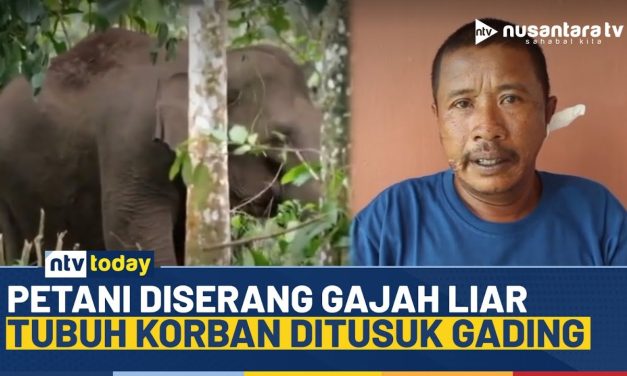 Kronologi Petani Tewas Diserang Kawanan Gajah Di Bener Meriah