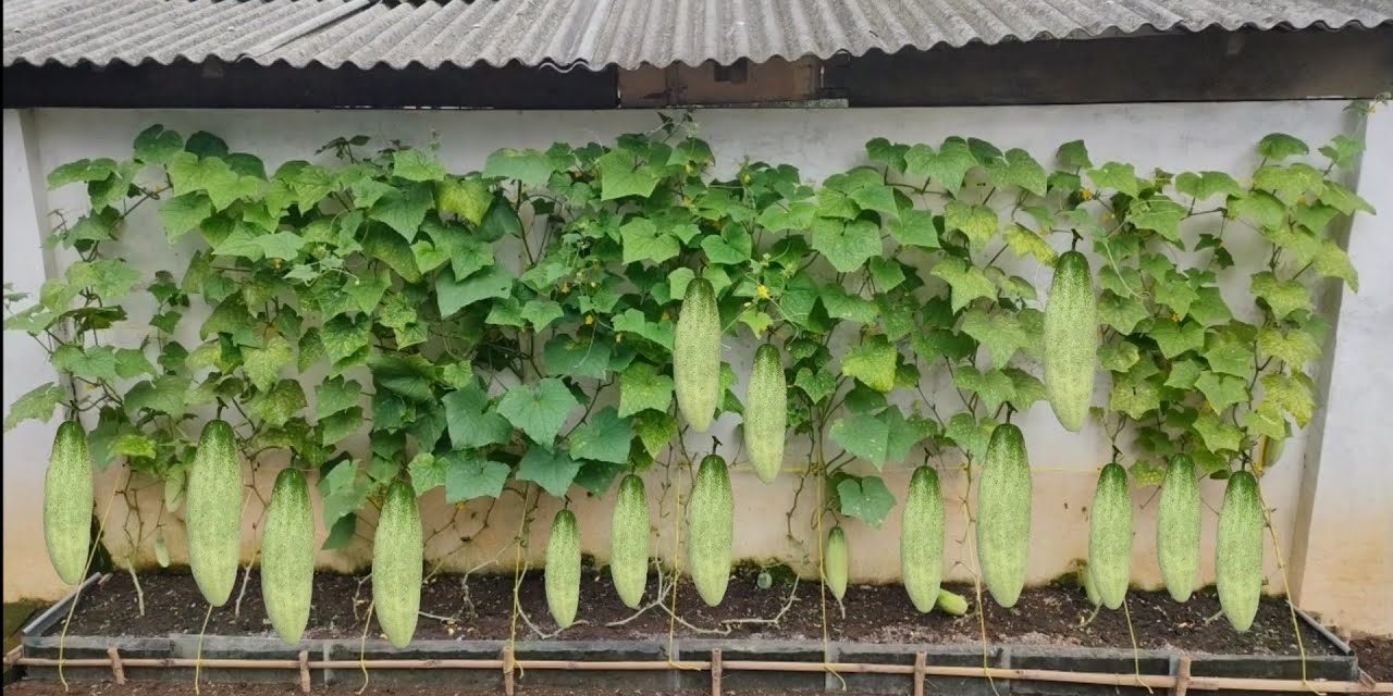 Tips Menanam Mentimun Di Rumah Dari Biji Hingga Panen