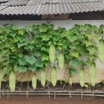 Tips Menanam Mentimun Di Rumah Dari Biji Hingga Panen