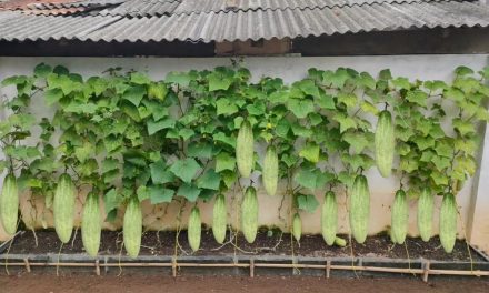 Tips Menanam Mentimun Di Rumah Dari Biji Hingga Panen