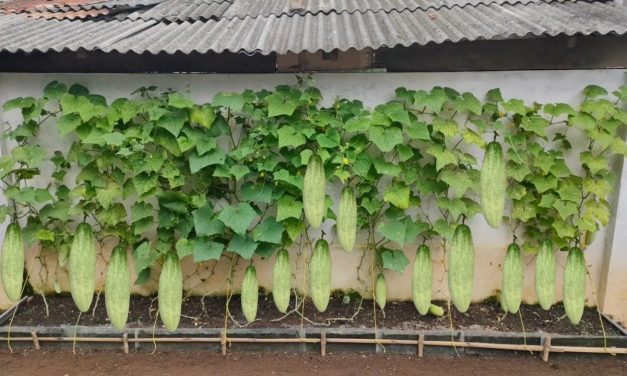 Tips Menanam Mentimun Di Rumah Dari Biji Hingga Panen