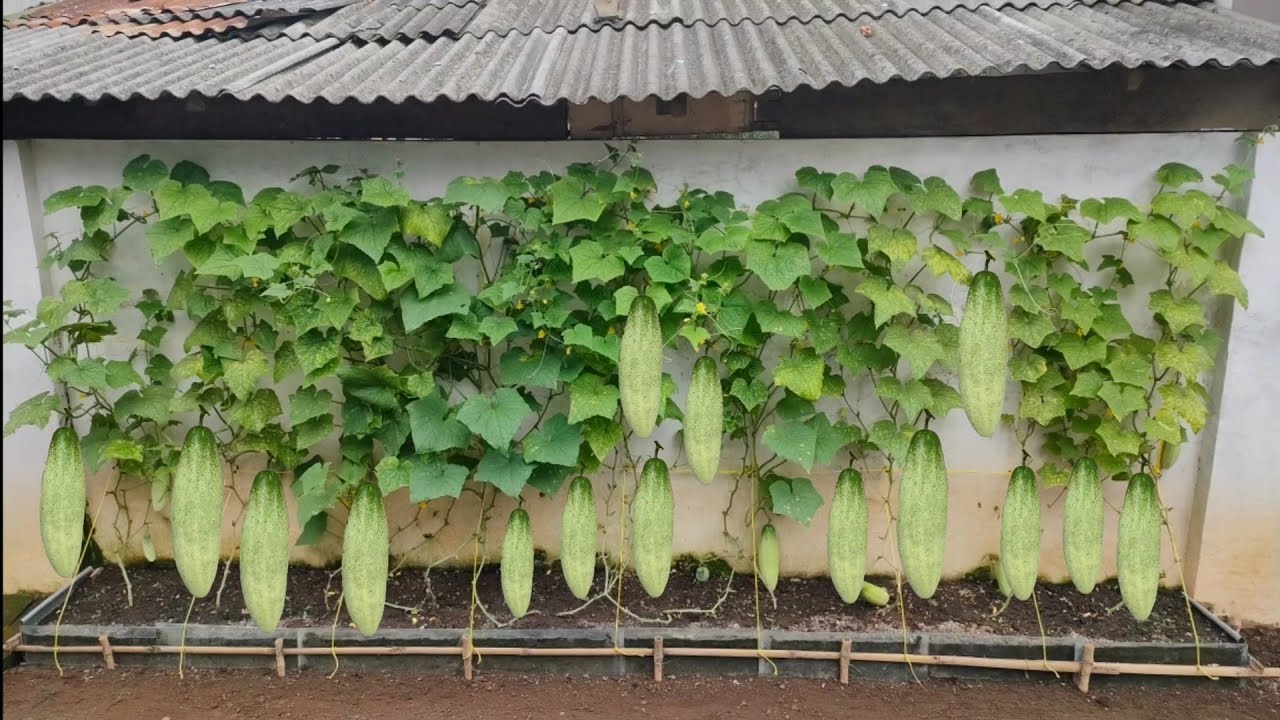 Tips Menanam Mentimun