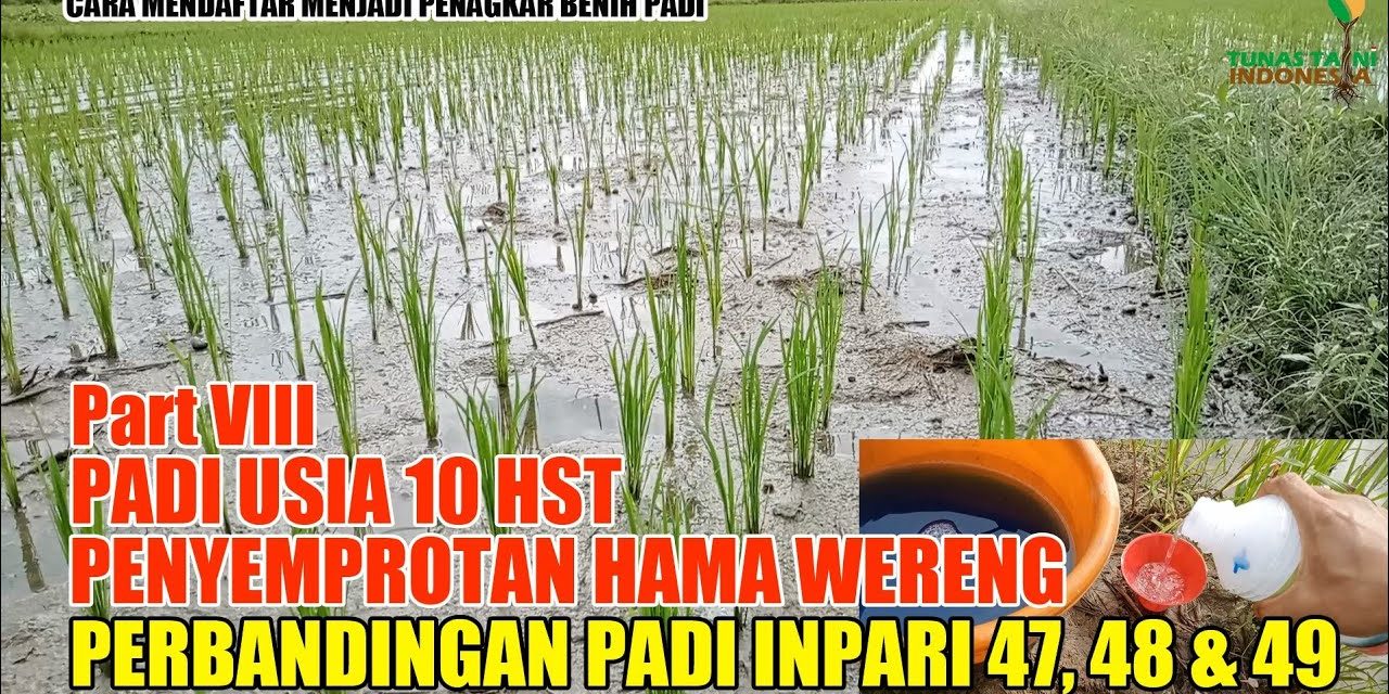 Tips Ampuh Mendeteksi Serangan Hama Padi Sejak Awal