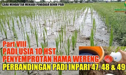 Tips Ampuh Mendeteksi Serangan Hama Padi Sejak Awal