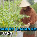 Model Kebun Komunal RT Yang Murah, Mudah, Dan Menghasilkan