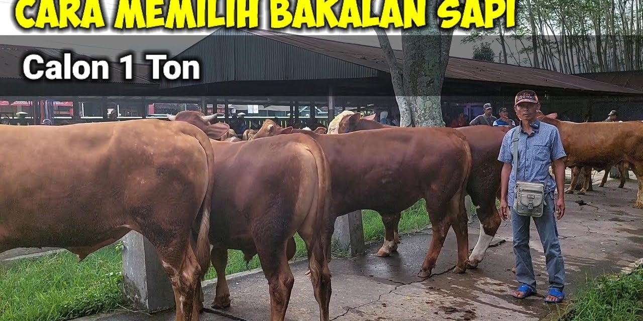 Tips Memilih Bakalan Sapi: Lebih Baik Lokal Atau Impor?