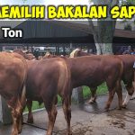 Tips Memilih Bakalan Sapi: Lebih Baik Lokal Atau Impor?