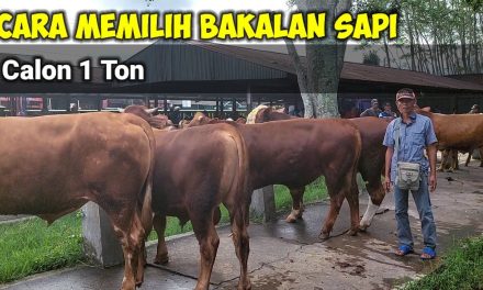 Tips Memilih Bakalan Sapi: Lebih Baik Lokal Atau Impor?