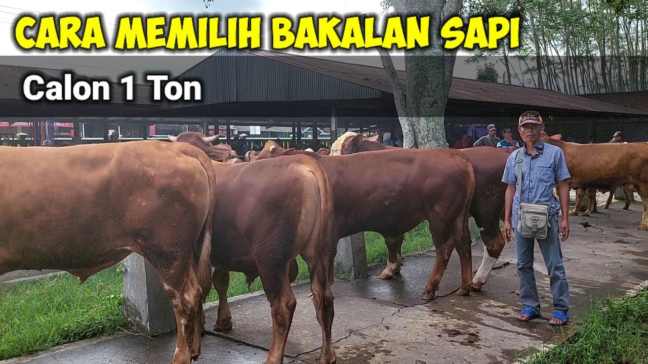 Tips Memilih Bakalan Sapi