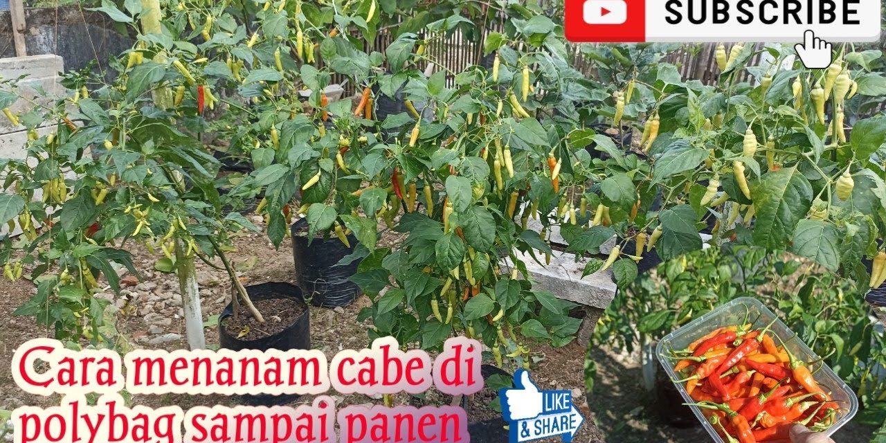Cara Menanam Cabai Untuk Pemula: Panen Cepat Hanya 3 Bulan