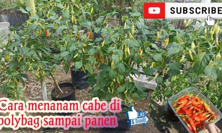 Cara Menanam Cabai Untuk Pemula: Panen Cepat Hanya 3 Bulan