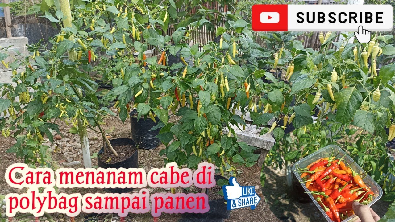 Cara Menanam Cabai