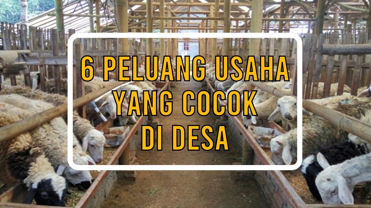 Peluang Usaha Peternakan Kolektif