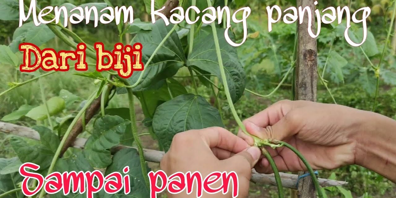 Budidaya Kacang Panjang: Langkah Praktis Untuk Pemula