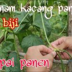 Budidaya Kacang Panjang: Langkah Praktis Untuk Pemula