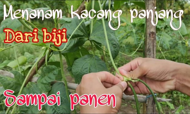 Budidaya Kacang Panjang: Langkah Praktis Untuk Pemula