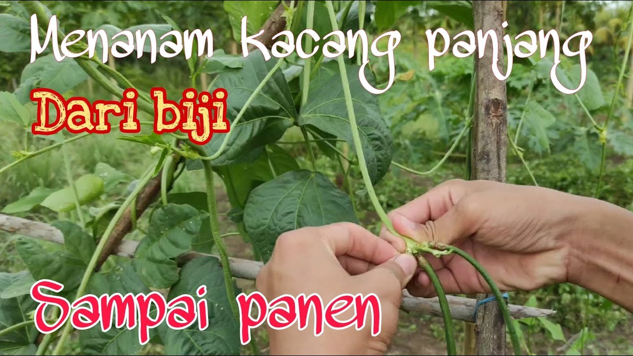 Budidaya Kacang Panjang