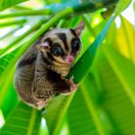Sugar Glider Hewan Eksotis Menggemaskan Aktif Di Malam Hari