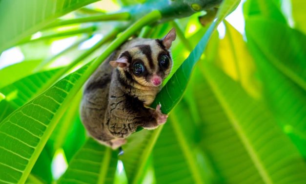 Sugar Glider Hewan Eksotis Menggemaskan Aktif Di Malam Hari
