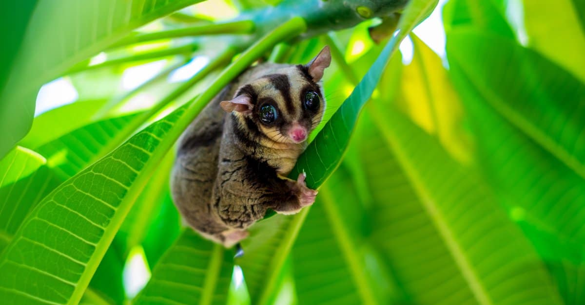 Sugar Glider Hewan Eksotis Menggemaskan Aktif Di Malam Hari