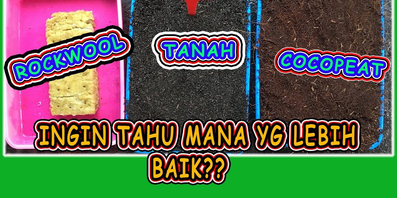 Analisis Cocopeat Dan Rockwool: Mana Yang Lebih Tepat?