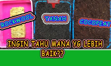 Analisis Cocopeat Dan Rockwool: Mana Yang Lebih Tepat?