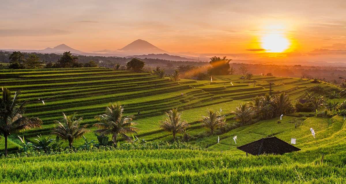 Eksplorasi Ubud Dari Sawah Terasing Hingga Kehidupan Spiritual